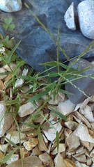 Poaceae