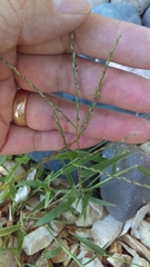 Poaceae