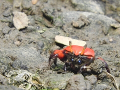 Paraleptuca crassipes