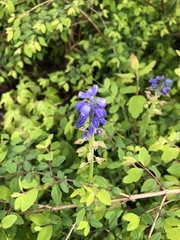 Muscari armeniacum