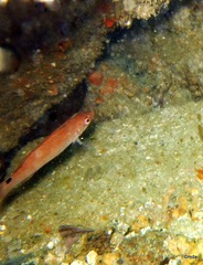 Ctenolabrus rupestris