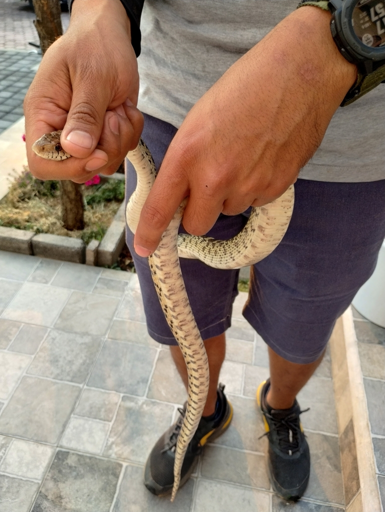 Mexican Bull Snake from San Lucas Xochimanca, 16300 Ciudad de México ...