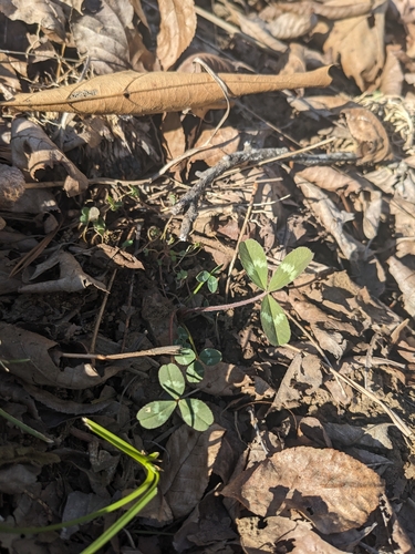 Image of Trifolium virginicum by (c) Alaina Krakowiak, some rights reserved (CC BY)