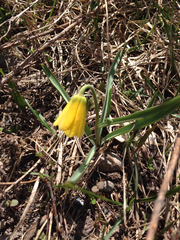 Fritillaria pudica