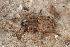 Otiorhynchus singularis