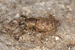 Otiorhynchus singularis