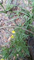 Ranunculus arvensis