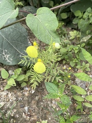 Calceolaria pinnata, photograph (c) Frances Oliver, some rights reserved (CC BY)