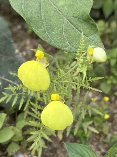 Calceolaria pinnata, photograph 2