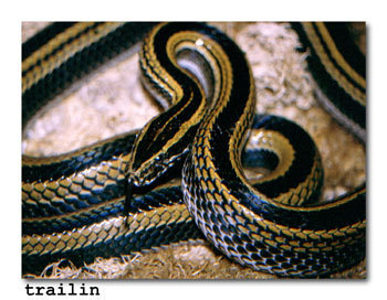 Banded Snake
