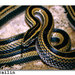 Striped Ethiopian Snake - Photo (c) Vlada Trailin, some rights reserved (CC BY-NC), uploaded by Vlada Trailin