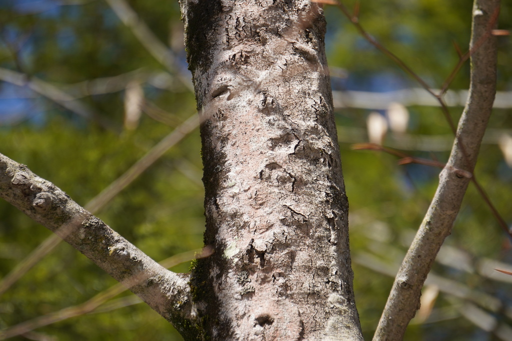 Birch Margarodid