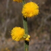 Grass Wattle - Photo (c) geoffbyrne, some rights reserved (CC BY-NC)