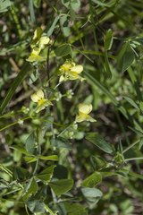 Baptisia nuttalliana