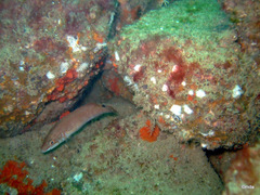 Ctenolabrus rupestris