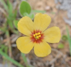 Linum hudsonioides
