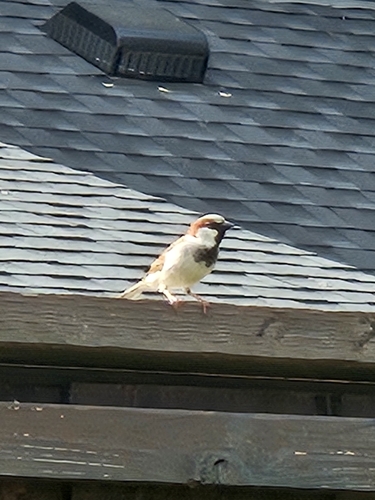 House Sparrow photographed in Texas