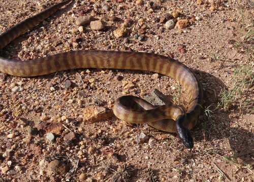 Black-headed Python sighting