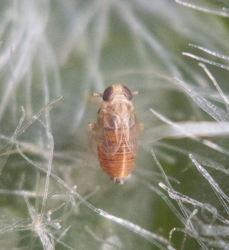 Muirodelphax atralabis