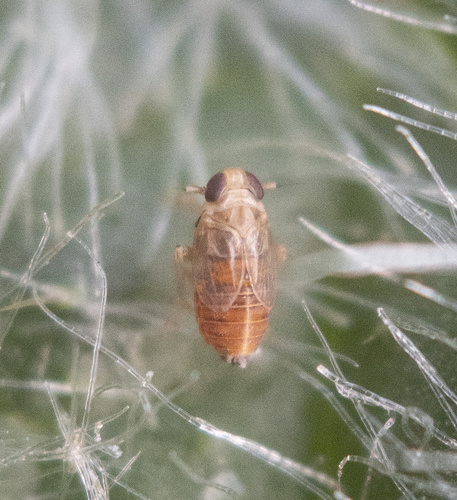 Muirodelphax atralabis