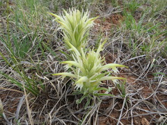 Castilleja sessiliflora