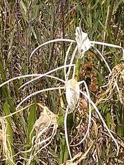 Hymenocallis liriosme
