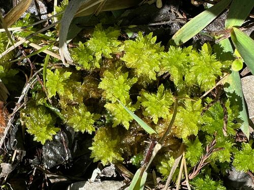 Sphagnum carolinianum image