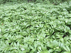 Maianthemum