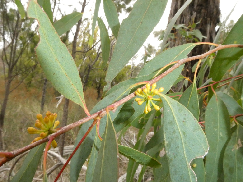 narrowleaf peppermint gum from Olivers Creek Tyabb VIC 3913, Australia
