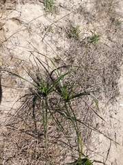 Trachyandra tabularis