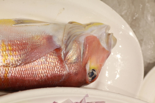 Horsehead tilefish (Branchiostegus japonicus) — Malacanthidae — 5