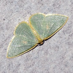 Poecilasthena oceanias