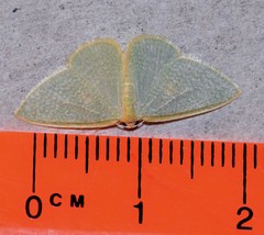 Poecilasthena oceanias