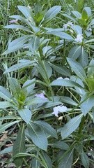 Impatiens sodenii image