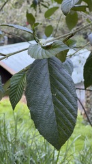 Alnus acuminata image