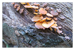 Favolaschia calocera