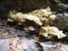 Protohydnum sclerodontium