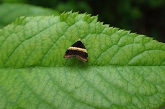 Choreutis basalis