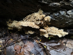 Protohydnum sclerodontium