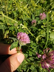 Trifolium pratense