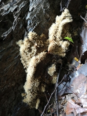 Protohydnum sclerodontium