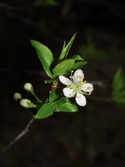 Prunus munsoniana