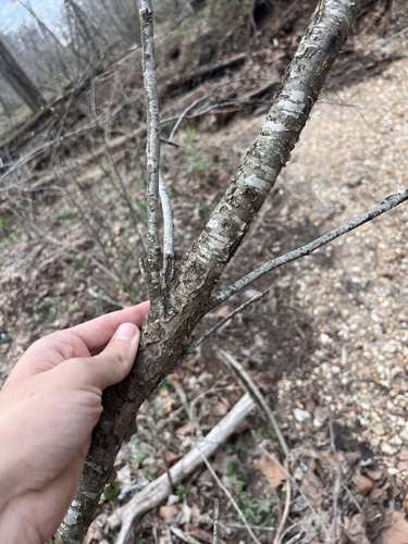 Prunus munsoniana, photograph 2