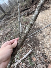 Prunus munsoniana, photograph (c) Nathan Aaron, some rights reserved (CC BY)