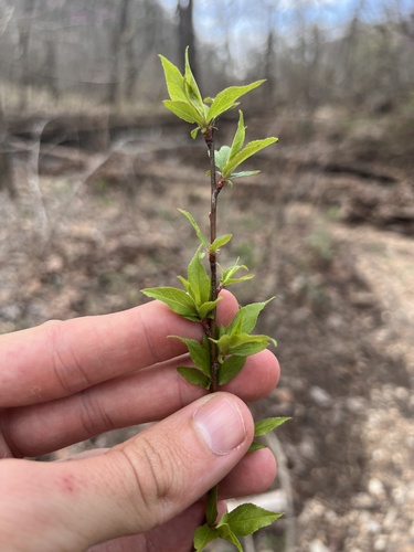 Prunus munsoniana, photograph 3