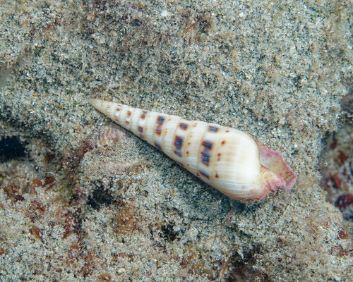 Terebra maculata observed 2024-03-29