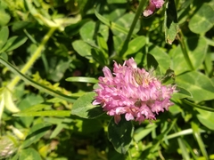 Trifolium pratense