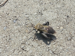 Pachylis laticornis