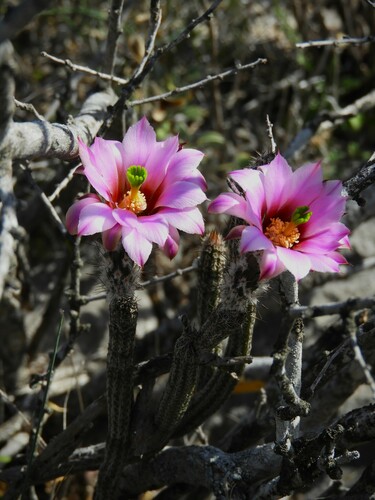Image of Echinocereus poselgeri by (c) Karla M. Benítez, some rights reserved (CC BY)
