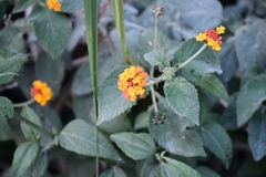 Lantana